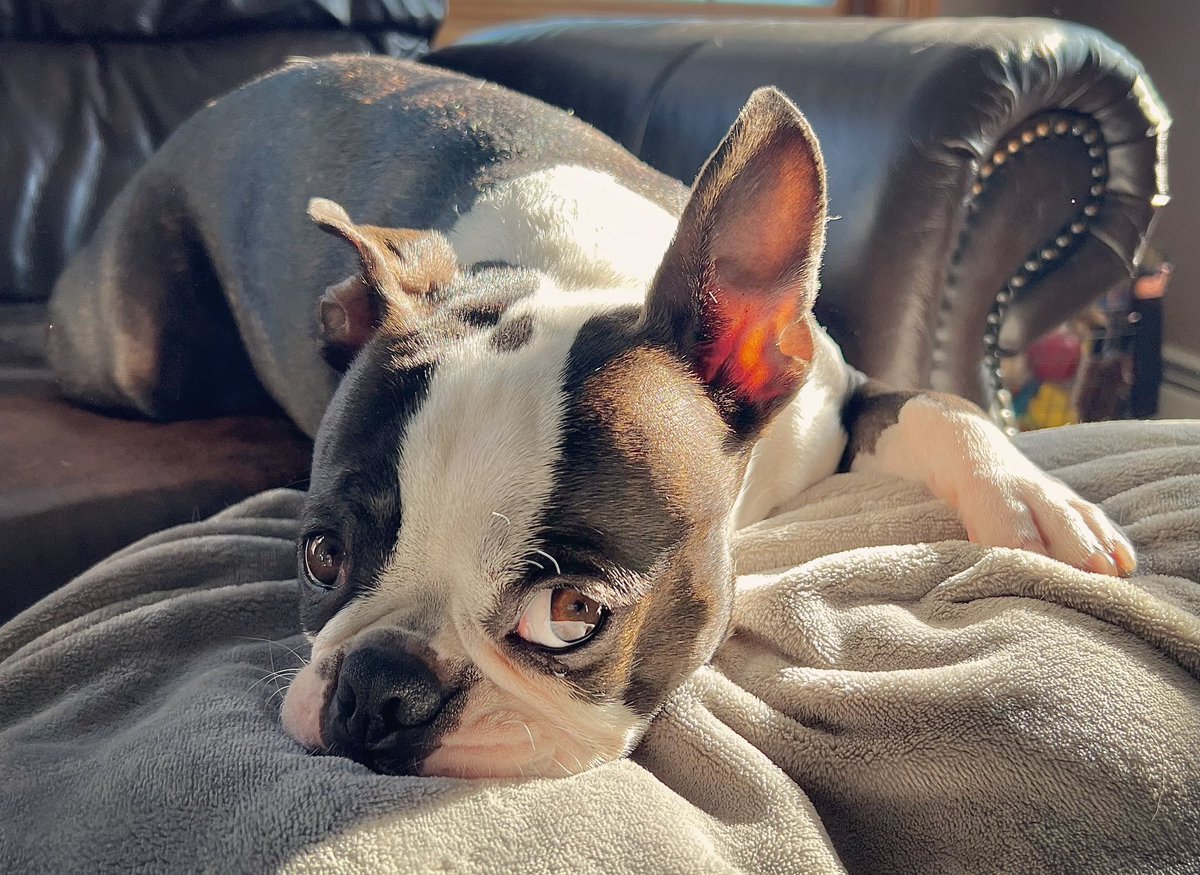When Life gives you Mondays, add extra coffee ☕️😅
#goodmorning #monday #doglover #bostonterrier #dogsoftwitter