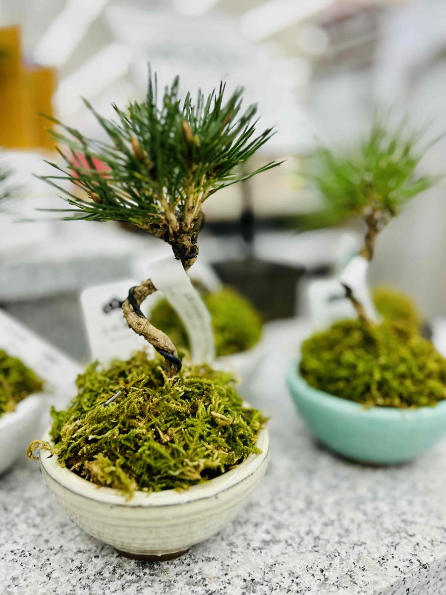 ガーデンセンター富里店】 手のひらにちょこんと 乗っちゃうサイズの