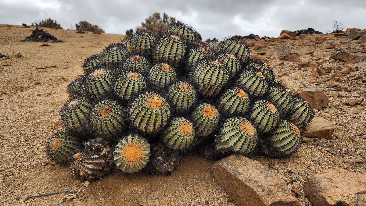 PCGuerrero's tweet photo. El género Copiapoa es endémico 🇨🇱 Tristemente en nuestra reciente evaluación encontramos que >80% de las especies están En Peligro o En Peligro Crítico de Extinción. Junto a CONAF, INFOR, MMA, CSSG-IUCN y Chester Zoo trabajamos para generar el plan de conservación integral https://t.co/el2TyDbKe5