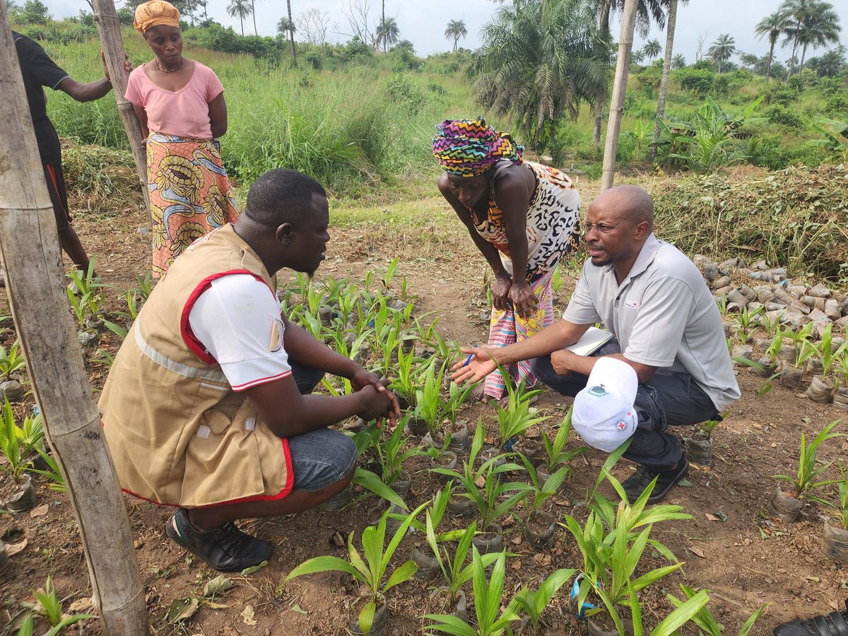 tapsmkanya's tweet photo. Planting  trees  is necessary
But how we plant and care for them is what truly matters 🌴 🌳
@LeoneSociey does it right ✅️ -community nurseries, inclusion- children also awareness, agroforestry, local knowledge @raudikrossinn @IFRCAfrica @ifrc @PunainenRisti #IFRC1billiontrees https://t.co/I7UoqGttRL