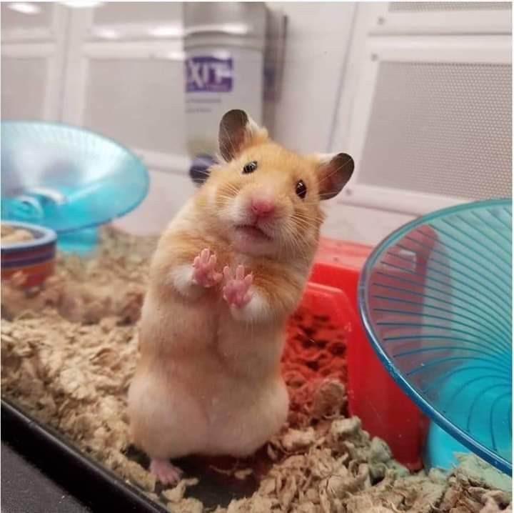 soongyu's tweet photo. 찍찍 🐹 https://t.co/ubMun97OkK