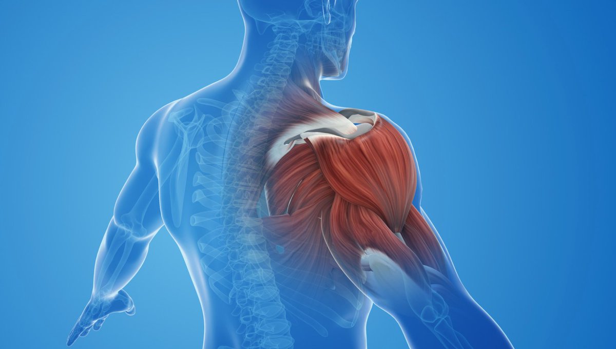 Did you know that the first instances of #shouldermanipulation were ancient? Hippocrates, the father of Western medicine, introduced the traction method of shoulder reduction around 400 BC. medilink.us/5jx1 #orthotwitter