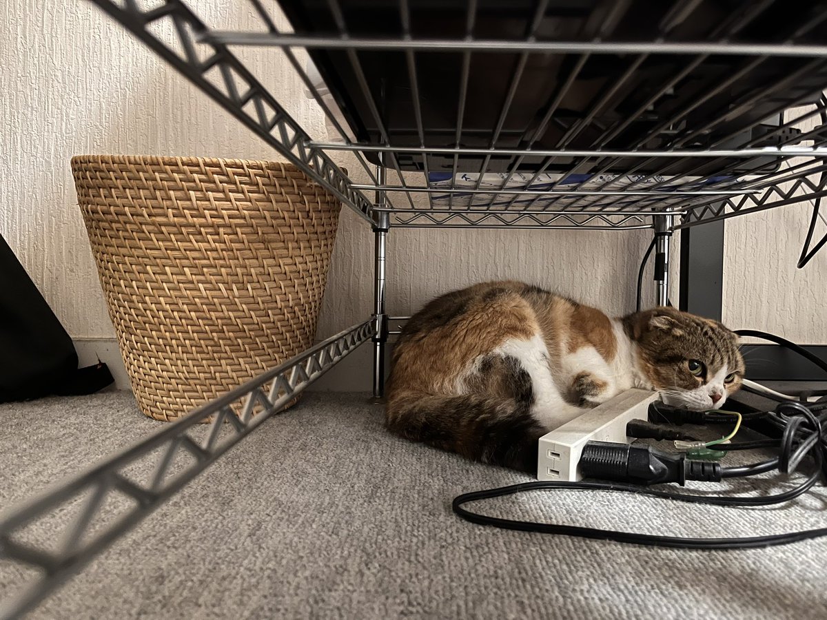 liling / ろりれい tweet media