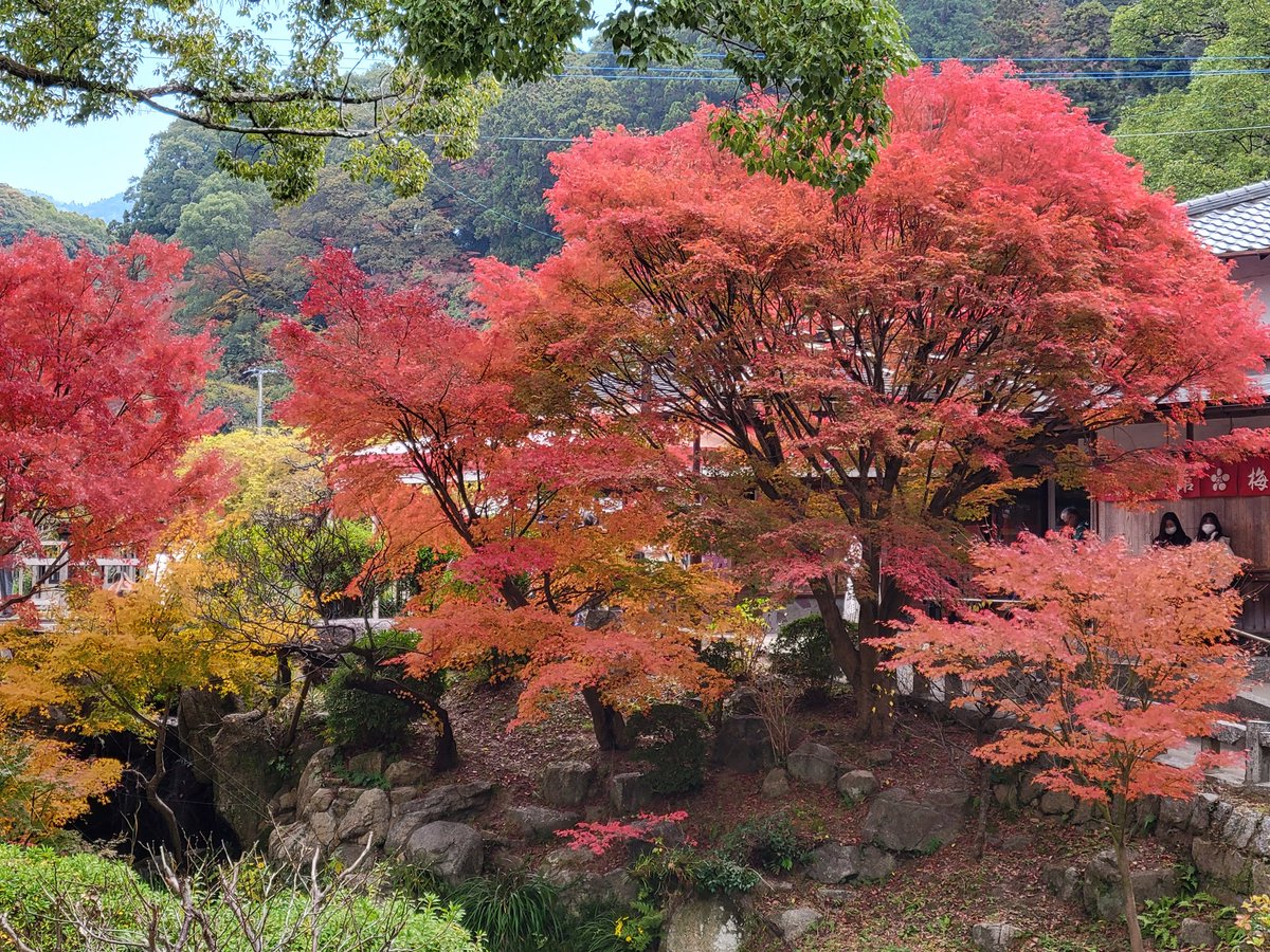 jjmsyn12's tweet photo. 太宰府天満宮、紅葉が綺麗でした。オーラスで、博多にも遠征出来たこと感謝しながらお参りしてきました😊 https://t.co/c8zlO2GrDZ