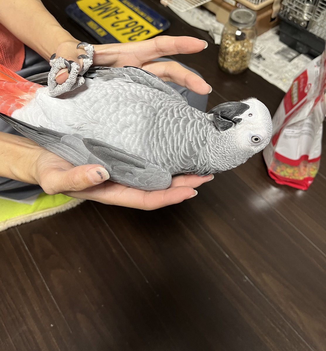 にぎころ(怒っている)