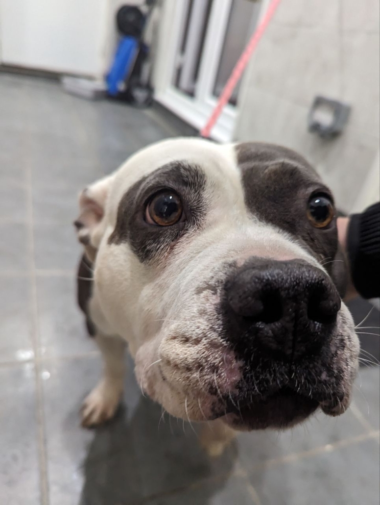 AdoptionsUk's tweet image. Please retweet I can't understand how @RishiSunak and @Conservatives have condemned many XL Bullies to death with the impending ban, but have done nothing else to tackle backyard, unscrupulous breeders?
The vile people that were using XL Bullies in the wrong way will already be