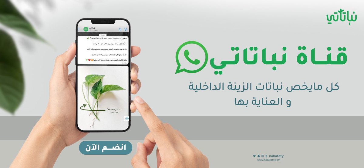 نباتاتي tweet media