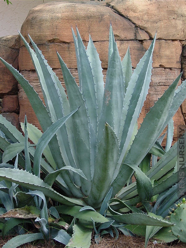 daily plants tweet media
