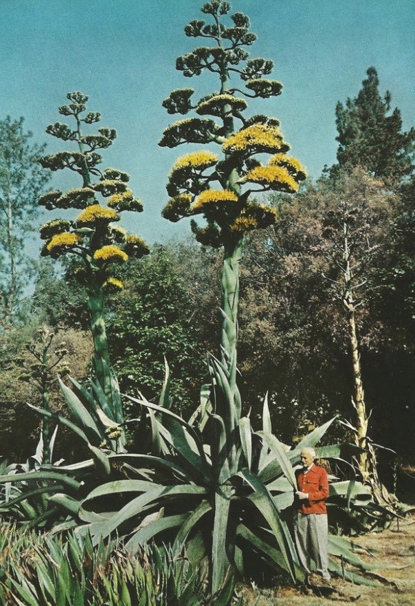 daily plants tweet media