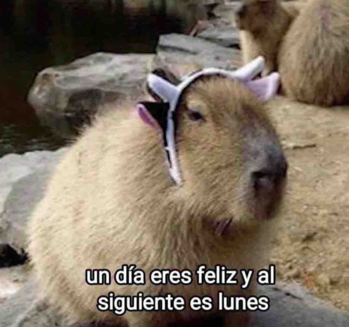 Guarromantico_'s tweet photo. https://t.co/PtdDjMgAhV