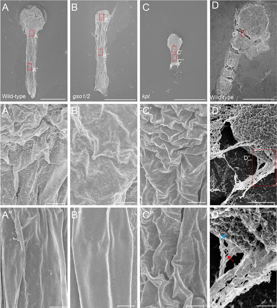 focalplane_jcs's tweet photo. Happy #EMmonday! This week we’re zooming in on Arabidopsis embryos using SEM. @yosapolharn, @CeciliaBorassi, @JorisSprakel and @Dolfweijers and colleagues identify a proteinaceous envelope that encapsulates the early Arabidopsis embryo.
📖@Dev_journal: https://t.co/AN6MxWJJ6x https://t.co/MOqezk5DuT