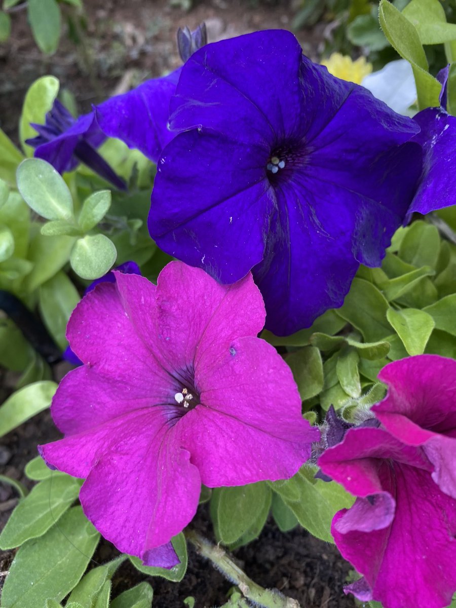 Happy #MagentaMonday from my garden petunias. #gardening #flowers