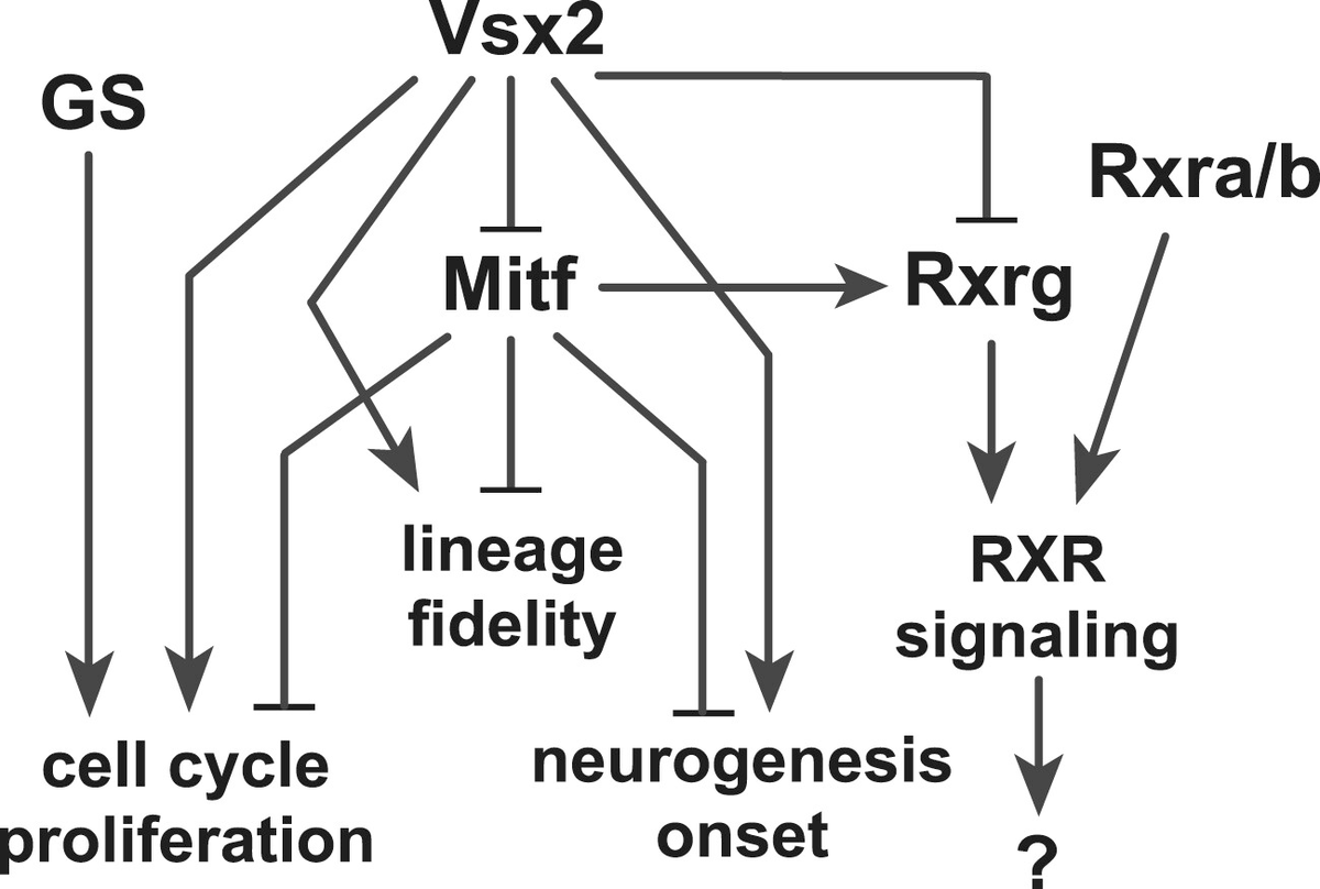 DevelopmentalDy's tweet photo. Mutations in #VSX2 cause congenital #microphthalmia, disrupted #retina architecture and #blindness. Learn how #Mitf #RXR and gamma-Secretase expand and refine the Vsx2 interaction network in #retina #neurogenesis and development. https://t.co/IbiD5UTRFt #mouse @VanderbiltCDB https://t.co/sIlrVzZX5v