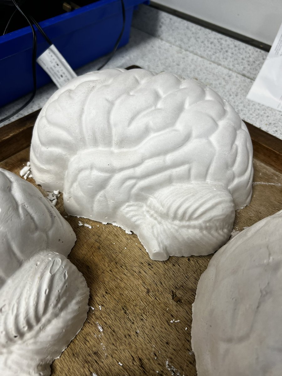 TBS_Psych's tweet photo. 🧠 Our talented science technicians have been busy at work recently, creating plaster of Paris models of the human brain! 

These incredible replicas will be a fantastic resource for our students to visually explore and learn about the intricacies of brain anatomy @BicesterSchool https://t.co/pqYd9wzTwB