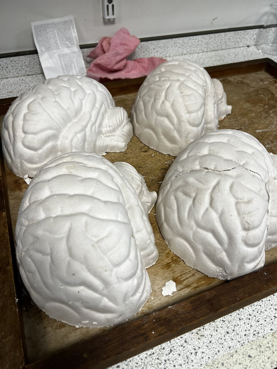 TBS_Psych's tweet photo. 🧠 Our talented science technicians have been busy at work recently, creating plaster of Paris models of the human brain! 

These incredible replicas will be a fantastic resource for our students to visually explore and learn about the intricacies of brain anatomy @BicesterSchool https://t.co/pqYd9wzTwB