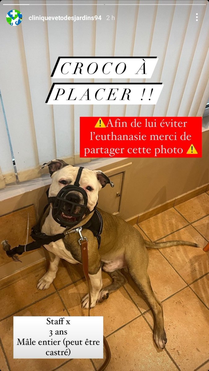 Ernestine_etcie's tweet photo. Cher TweeX, je reviens de chez ma vétérinaire, où je suis allée pour mon gros doudou George 🐈 qui joue les pirates avec une jolie conjonctivite.

À la clinique ils se démènent pour trouver quelqu'un qui veuille bien adopter un Staff mâle de 3 ans que ses propriétaires veulent
⬇️ https://t.co/66rQbkegAP