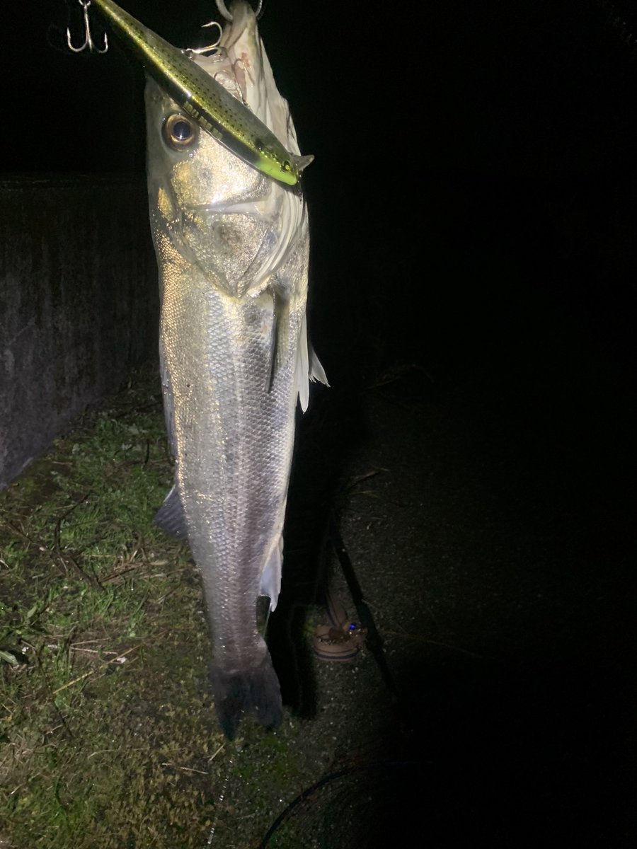 XZummwvIQJP3RTu's tweet photo. 仕事帰り短時間で、1本🐟
夜活で3本🐟
チビシーバスの誤爆が多数😅
UKBWの脅威にサイズ問わずアタックしてくるから面白い👌
#UKBW
#マルジン https://t.co/ObevT0L3fh