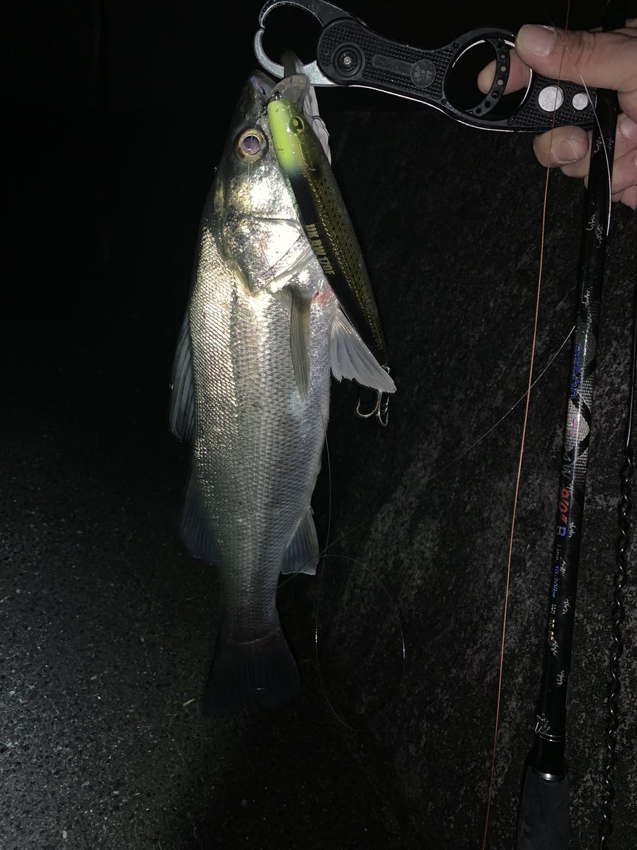 XZummwvIQJP3RTu's tweet photo. 仕事帰り短時間で、1本🐟
夜活で3本🐟
チビシーバスの誤爆が多数😅
UKBWの脅威にサイズ問わずアタックしてくるから面白い👌
#UKBW
#マルジン https://t.co/ObevT0L3fh