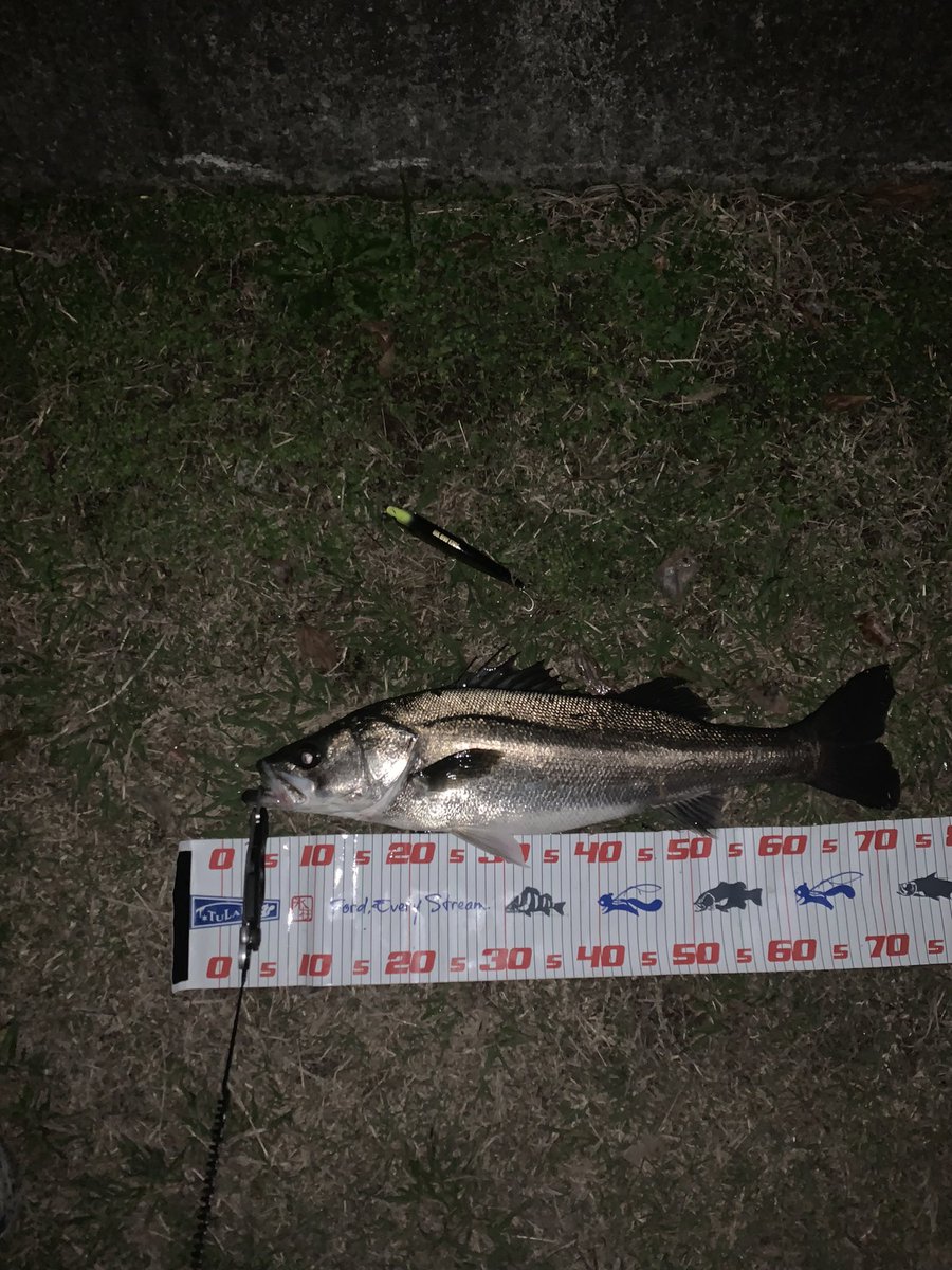 XZummwvIQJP3RTu's tweet photo. 仕事帰り短時間で、1本🐟
夜活で3本🐟
チビシーバスの誤爆が多数😅
UKBWの脅威にサイズ問わずアタックしてくるから面白い👌
#UKBW
#マルジン https://t.co/ObevT0L3fh