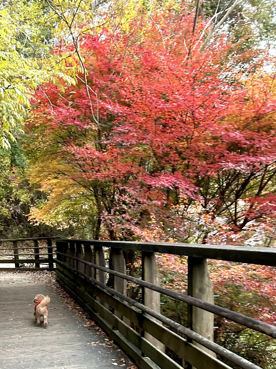 meke_c's tweet photo. 去年の11月に行った星のブランコ！
今年はわんこと紅葉狩り🍁

#星のブランコ #交野市 https://t.co/gTqyehshke