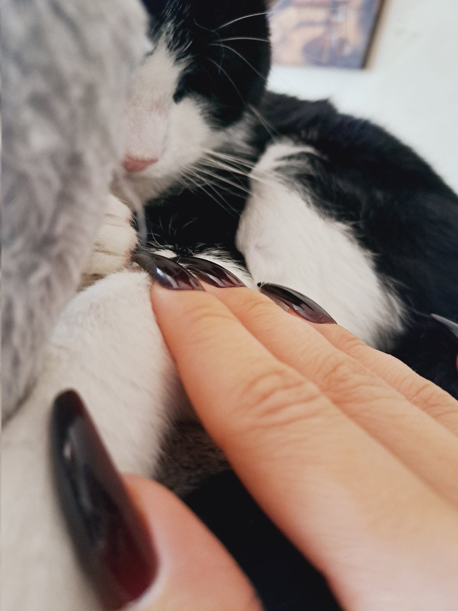 TheThreeMoggies's tweet photo. 🤗💖

✨️Gabriel ✨️

#catsoftwitter #cats #catsofx https://t.co/isvby7jRs0