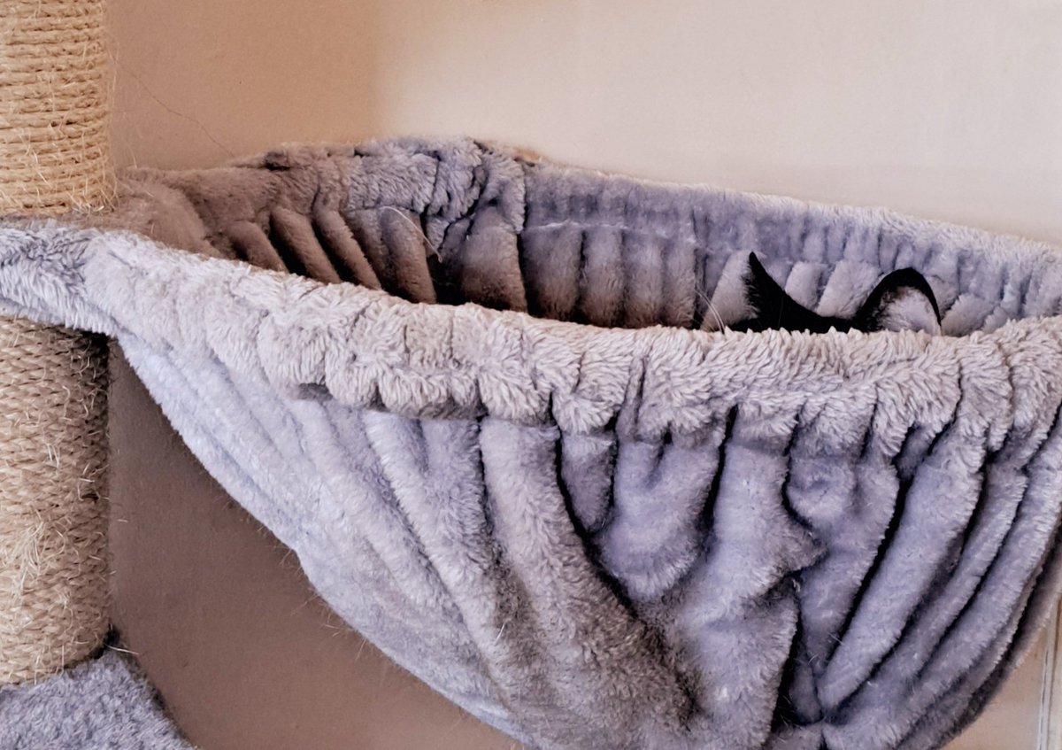 TheThreeMoggies's tweet photo. Where's Gabriel? 😯😁

#cats #catsoftwitter #catsontwitter https://t.co/CamTyQwm5v