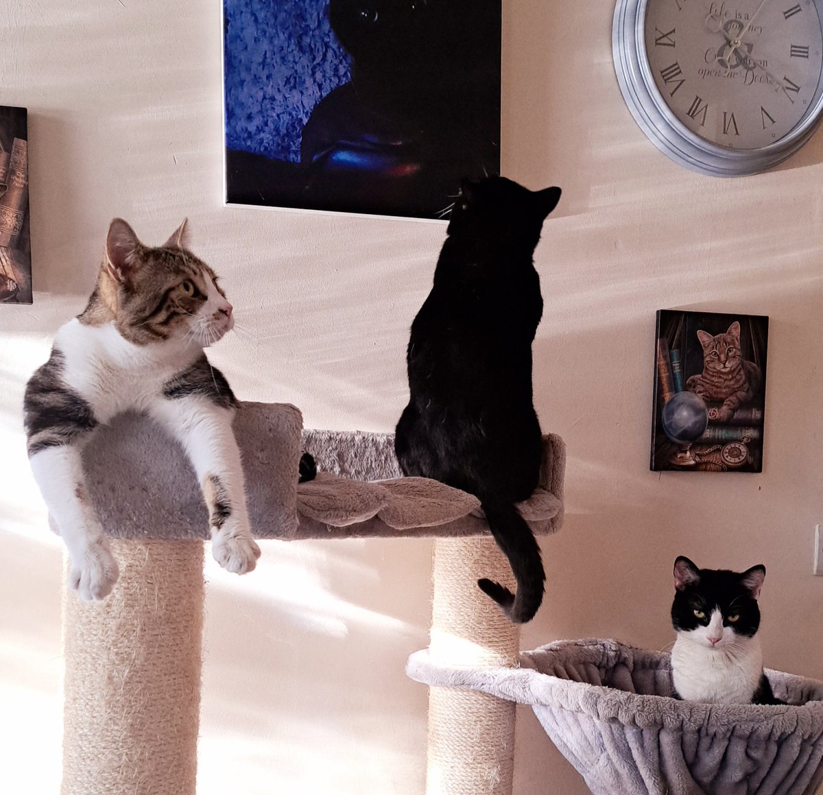 TheThreeMoggies's tweet photo. 3 funny little men 😁 

#catsoftwitter #catsofx #cats https://t.co/GsbBWskhFI