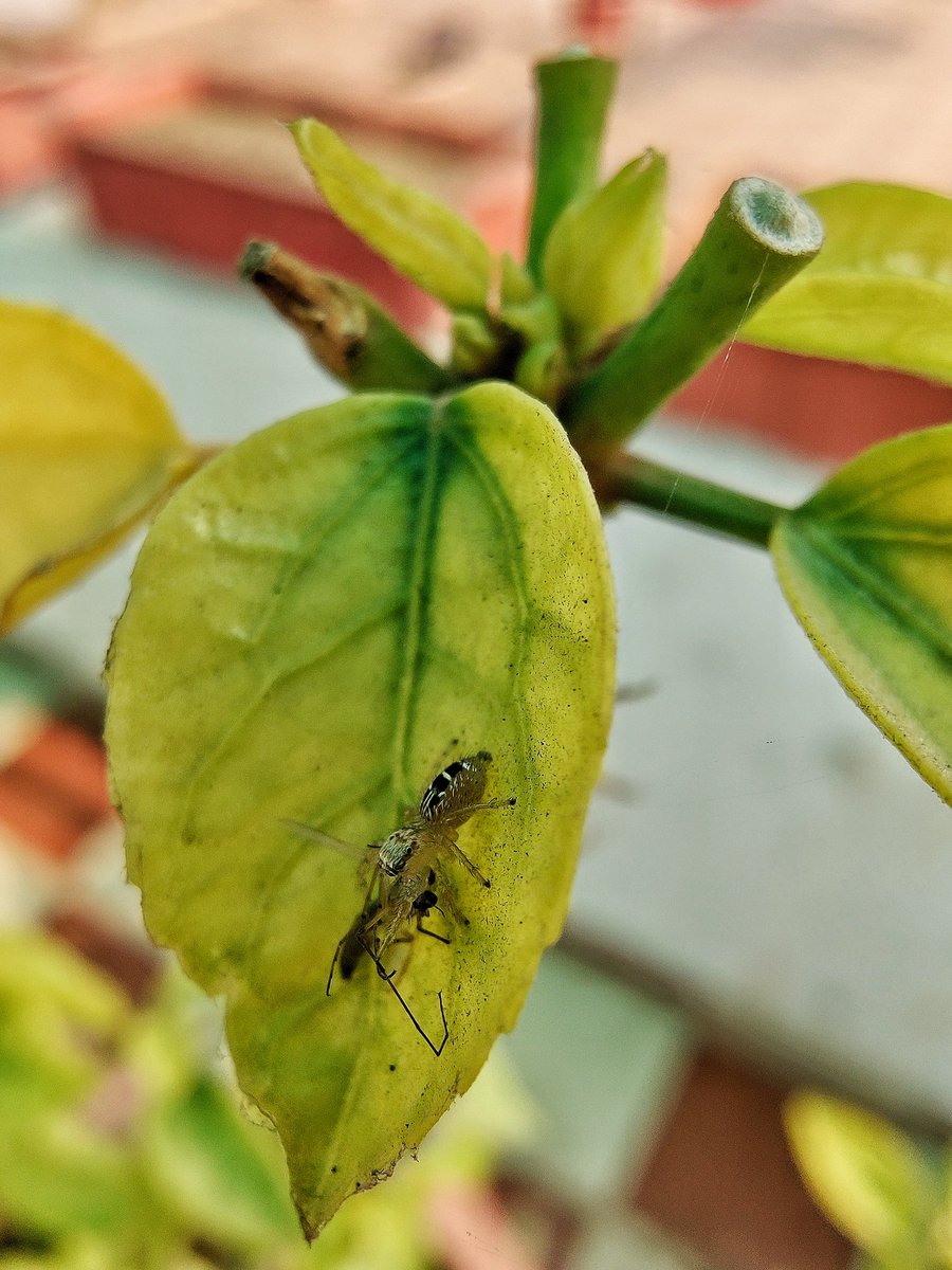 ShrizaR's tweet photo. Predator and prey: Spider savoring a mosquito.
#entomology #prey #predator #foodinteraction #foodchoice #PhD https://t.co/uFKpV9xasJ