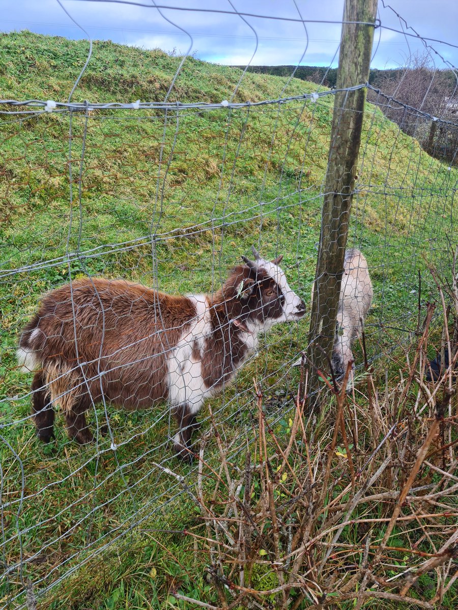 CBCGeog's tweet photo. After studying #Carbonation and #Coasts in 2nd Yr Geo we decided to head to @doolincave 🪨👷 &amp; Lahinch 🌊 to see the beautiful landscape....and some cute goats 🐐 @cla https://t.co/ZNTapTpYyq