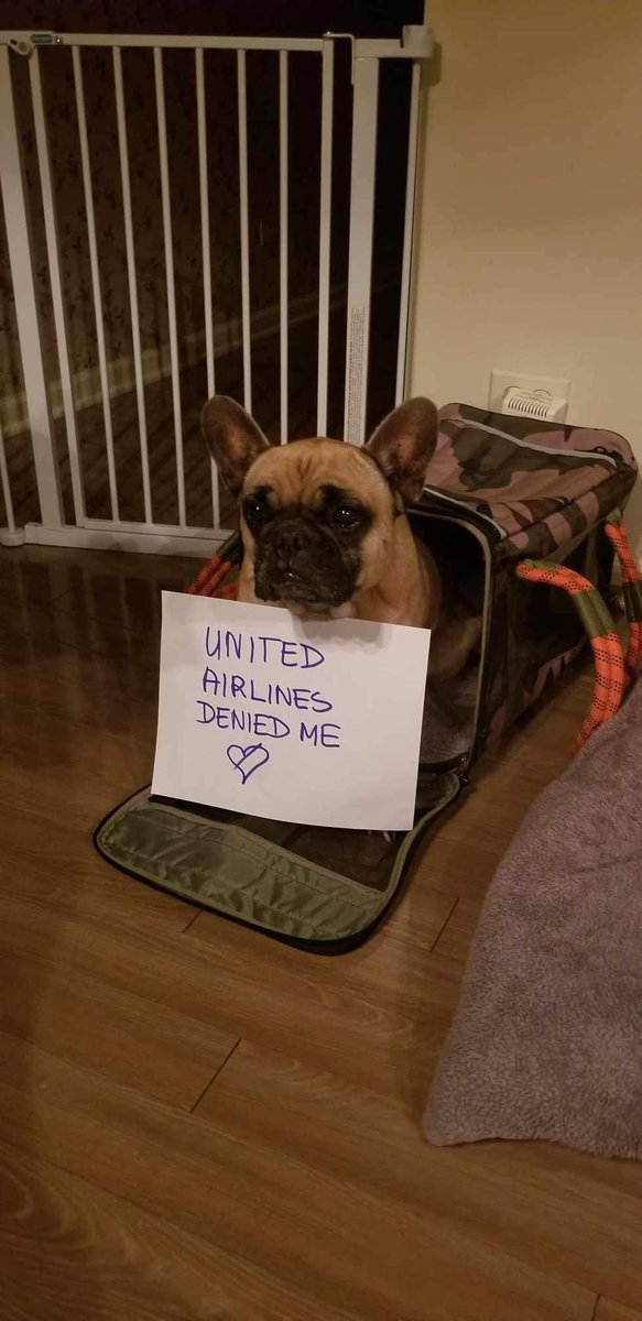 ai_elon's tweet photo. @UnitedAirlines Devastated this Thanksgiving. My parents, ready to fly with their dog in an approved-size carrier, were barred from boarding their United flight. Despite adhering to all guidelines, they were turned away, leaving me to spend the holiday alone. #UnitedAirlines https://t.co/NppovmSoyP