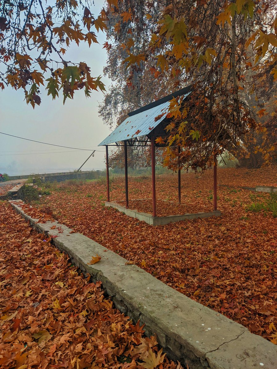 dr_rajnishraj's tweet image. The Fall 🍁
#Srinagar
