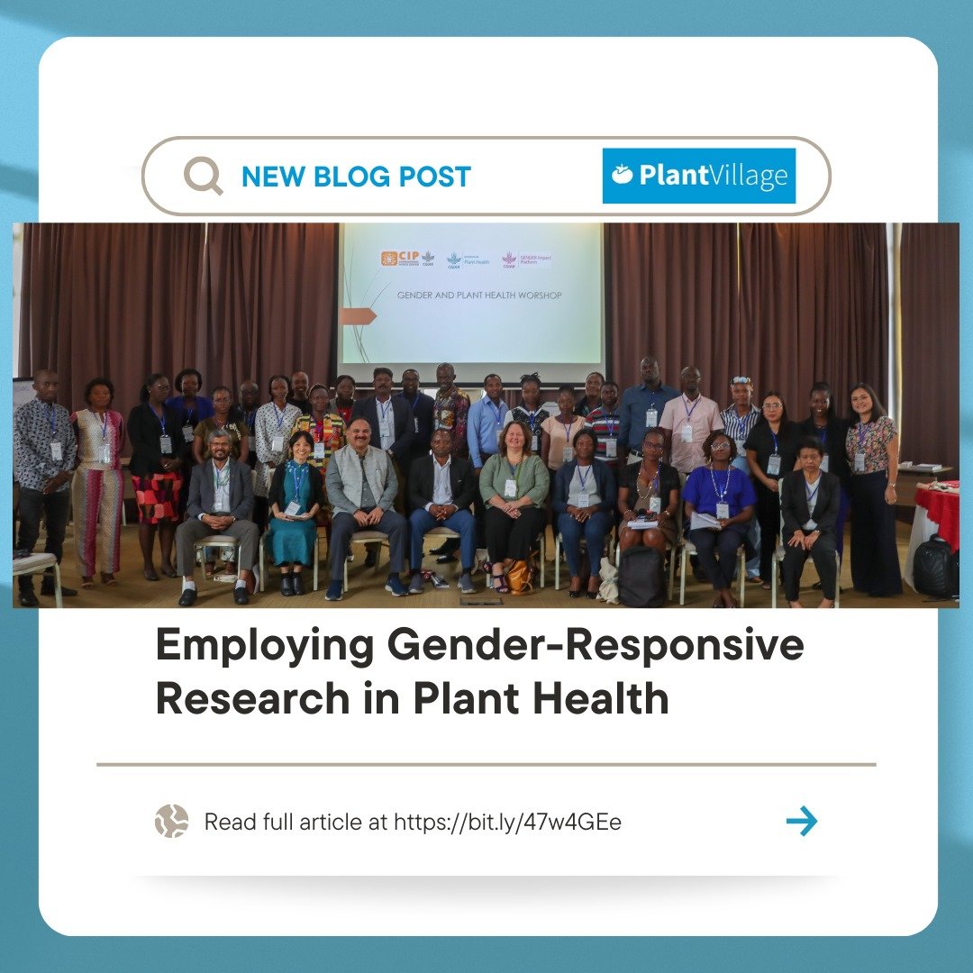 The concluded workshop hosted by <a href="/Cipotato/">International Potato Center</a> in Nairobi, explored gender-related challenges in plant health and discussed ways researchers can employ gender-responsive research and interventions.

Read👉🏼bit.ly/47w4GEe