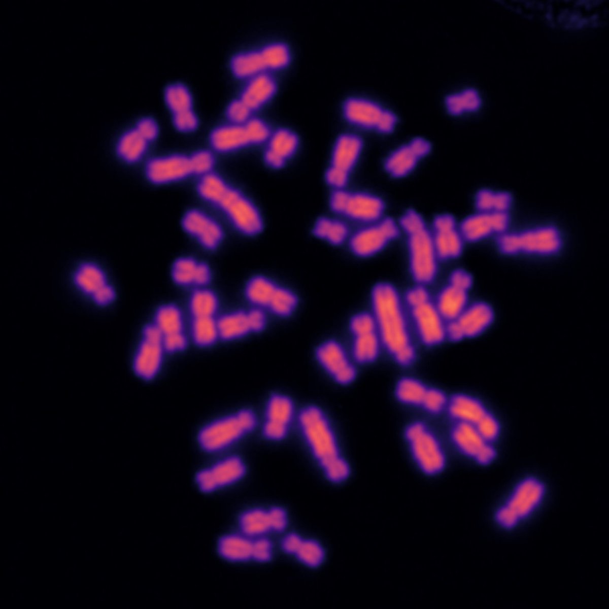 This beautiful #MicroscopyMonday shows a #zebrafish karyotype, the complete set of chromosomes in its cells. @DiezMichay (@GertonJennifer lab)