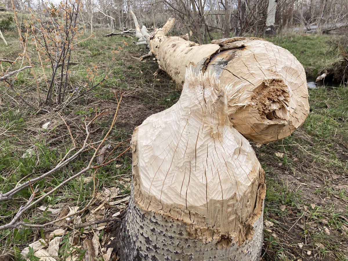 Happy #Beaver Moon! The Beaver Moon is the last full moon in November. For some that signifies a start or end to a trapping season. For others, it’s a reminder that winter is coming and it’s time to hunker down with plenty of food, family, and warmth - just like beavers do!