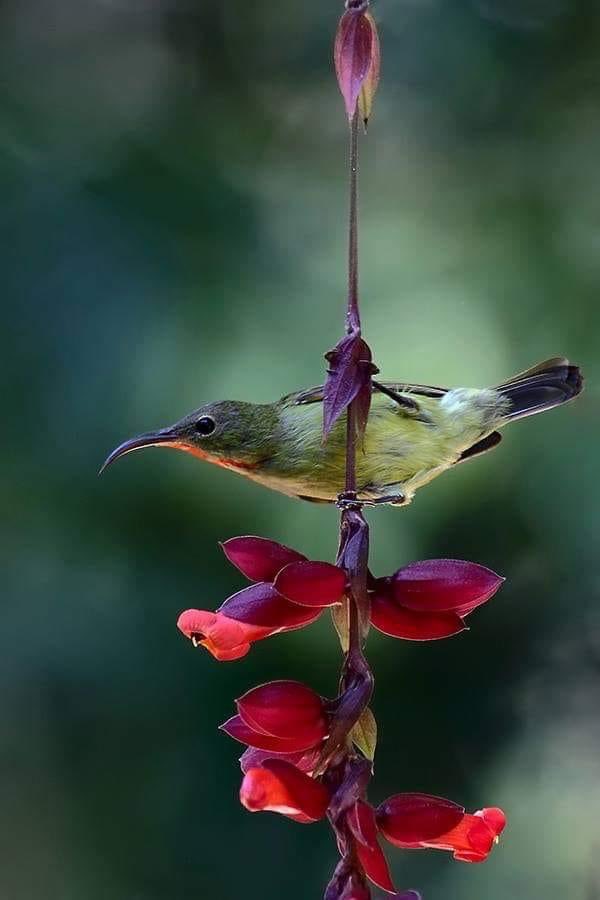 AnjaWeberXIII's tweet photo. Good day to all 💙

Crimson Sunbird.... Uttarakhand, April 2013

#singlechallenge https://t.co/Vo8Piqxv6G