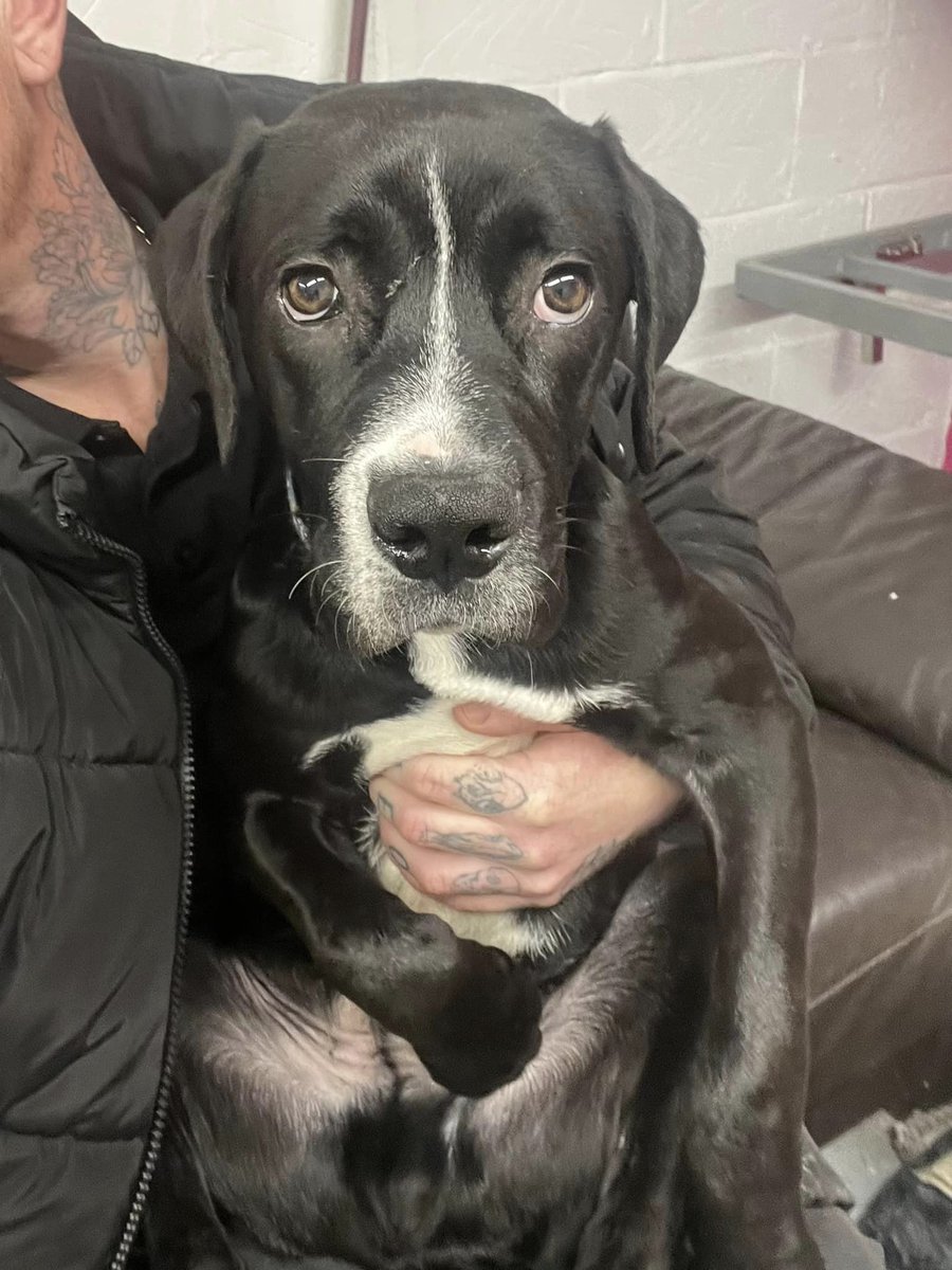 PLEASE SHARE Another youngster dumped. This poor boy is under a year old and was found alone with no microchip. He is very sweet but extremely scared and full of fear. He’s not a very big lad. Please contact facebook.com/niall.lester if you can help. Thank you #AdoptDontShop