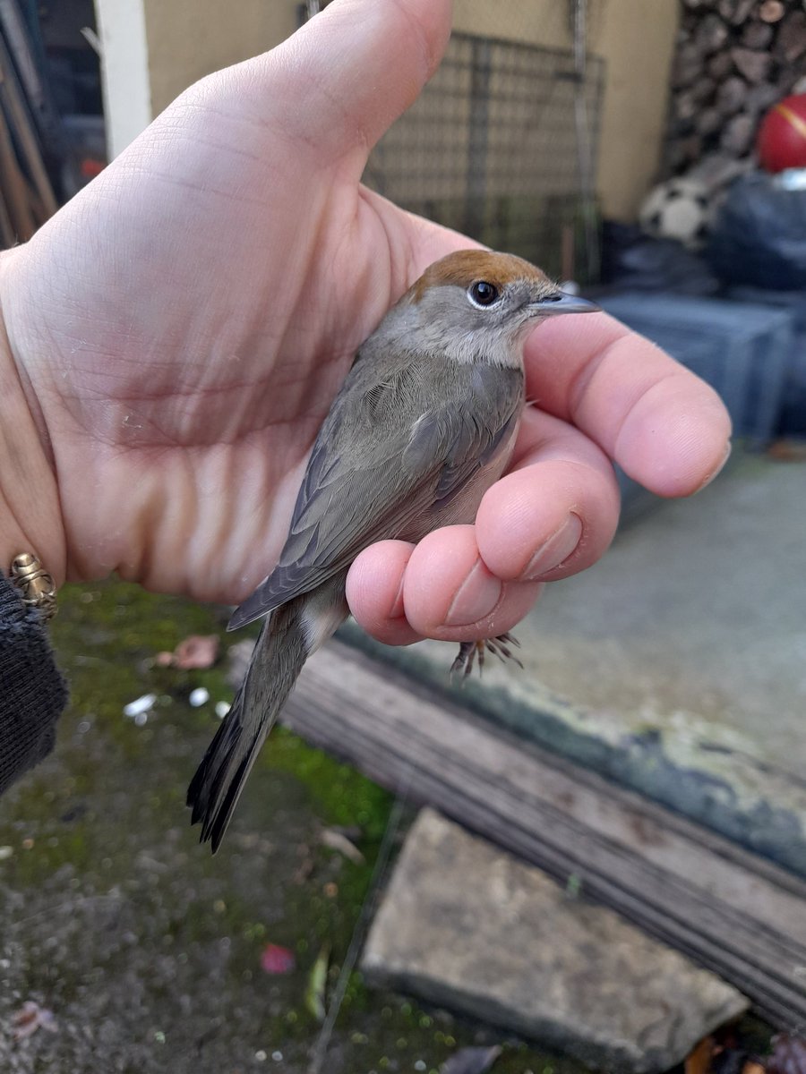 Jan Rod official tweet media