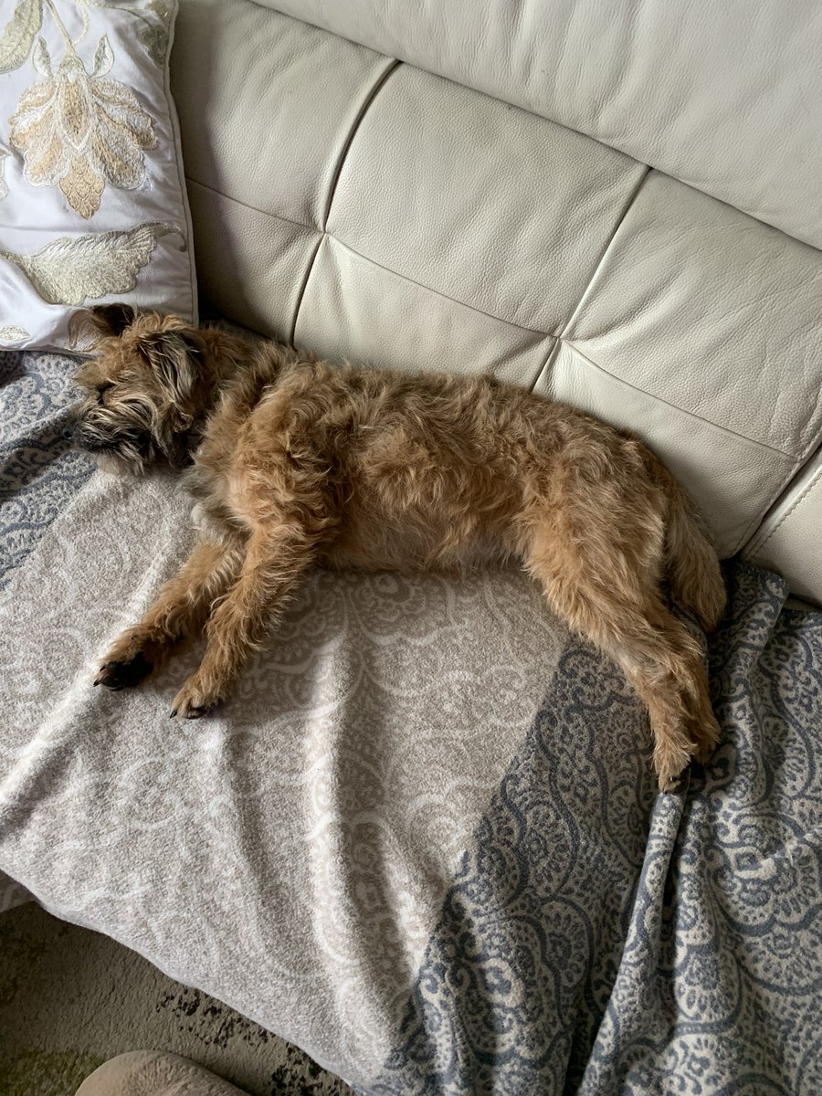 GeorgeJanice1's tweet photo. Dare iz simply nuffink else to do on a a vewy rainy Monday aftanoon dan to get into #dogdown pawsishon 🐶🐶🐾🐾💤💤 #BTPosse https://t.co/7iyevnnrZI