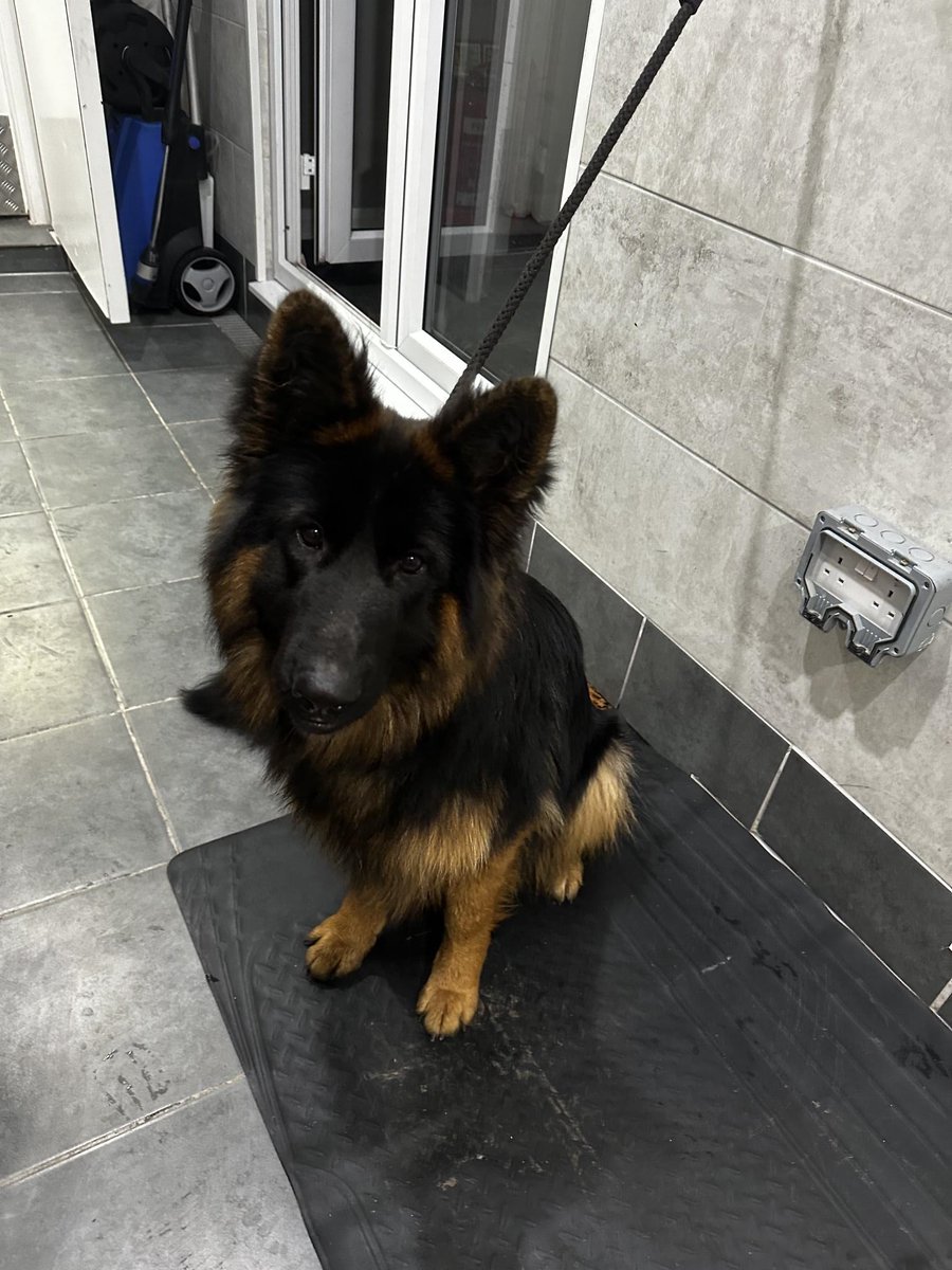 AdoptionsUk's tweet photo. Happy news!! These 4 stray dogs have been reunited with their owners!!! #UK 
😀😀😀😀😀😀😀😀😀😀😀😀
https://t.co/UUUz8P3UzH
Thank you to everyone that retweeted to help them get home 
🐶🏡❤️🎖️ https://t.co/mfJ9xY5ejJ