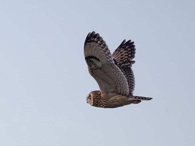 I wish this Short Eared Owl was flying towards me but you can’t win them all