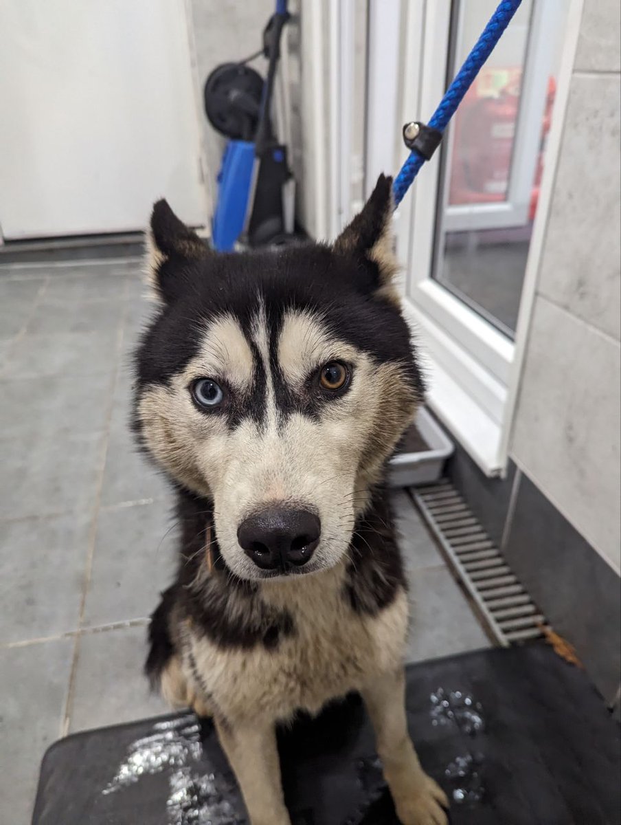 AdoptionsUk's tweet photo. Happy news!! These 4 stray dogs have been reunited with their owners!!! #UK 
😀😀😀😀😀😀😀😀😀😀😀😀
https://t.co/UUUz8P3UzH
Thank you to everyone that retweeted to help them get home 
🐶🏡❤️🎖️ https://t.co/mfJ9xY5ejJ