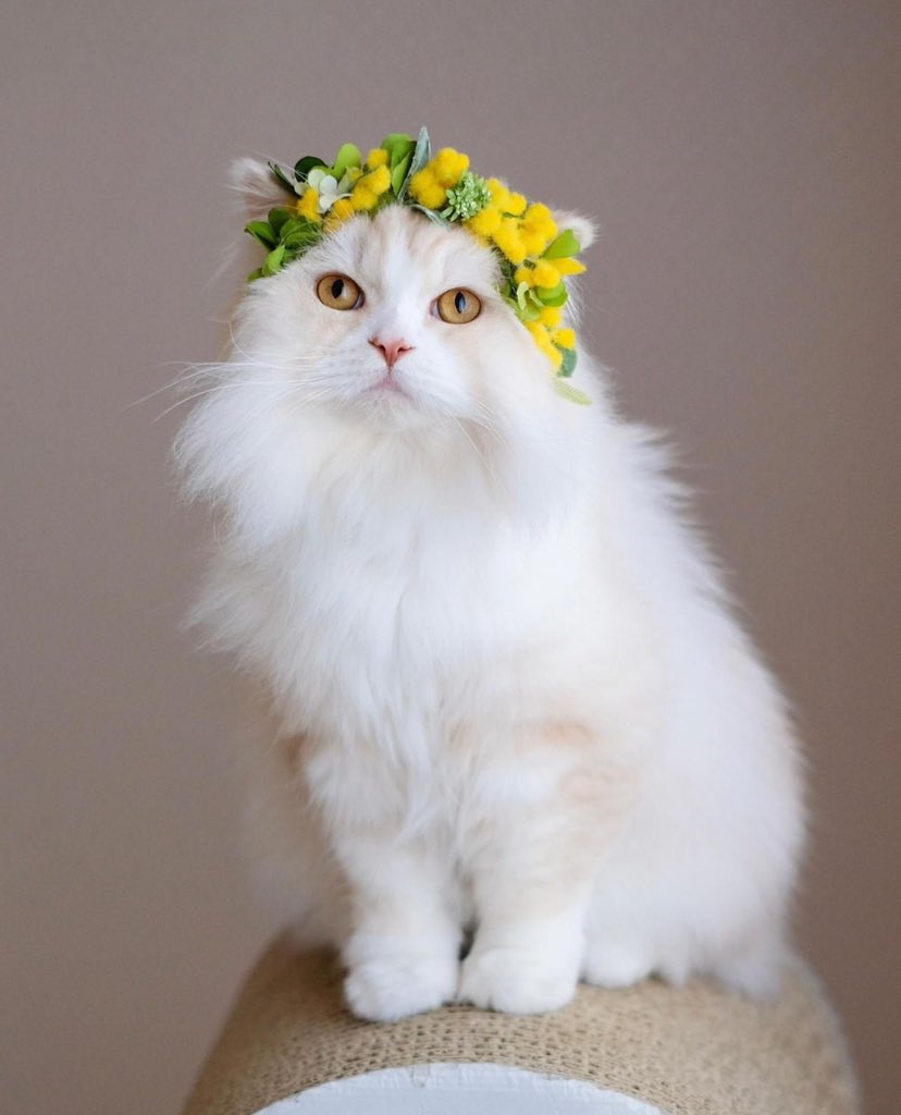 Cats Fantasy tweet media
