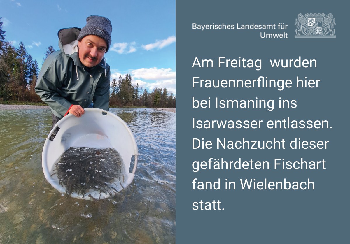 lfu_bayern's tweet photo. 36.200 Frauennerflinge (Alter 0+) im Zuge einer Wiederansiedlungsmaßnahme in der Isar bei Ismaning besetzt. Die gefährdete #FFH-Art soll auf ~ 50 km zwischen München und Moosburg wieder heimisch werden.
#TeichanlageWielenbach
#Natura2000
#WRRL
👇 https://t.co/hefviLI4LH https://t.co/T4MdVTxZVB