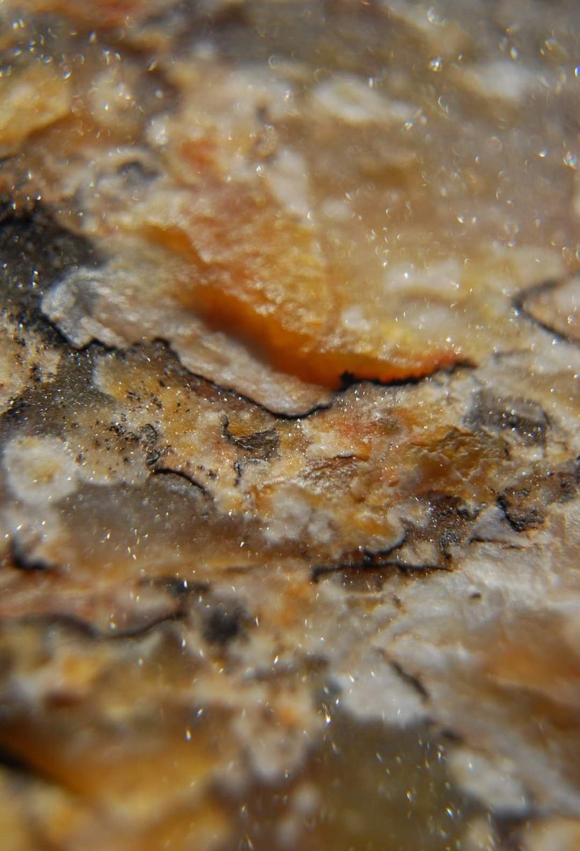 A macro shot of a piece of petrified wood, showing the very tiny sparkles indicating quartz crystals. The orangey tints come from iron oxide. (hl) #PetrifiedForest #petrifiedforestnationalpark #MacroMonday #petrifiedwood