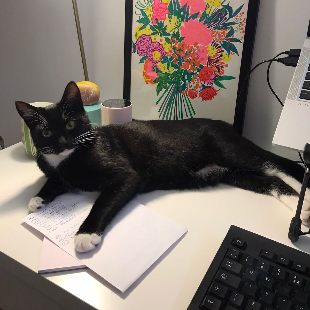 LDNCityKitties's tweet photo. Lenny is a super friendly 8 month old cat. He's very playful and loves exploring nooks and crannies - wardrobews &amp; cupboards are his faves. Find out more here 👉 https://t.co/CyWVGpFzXk https://t.co/SRmXVJlk9s