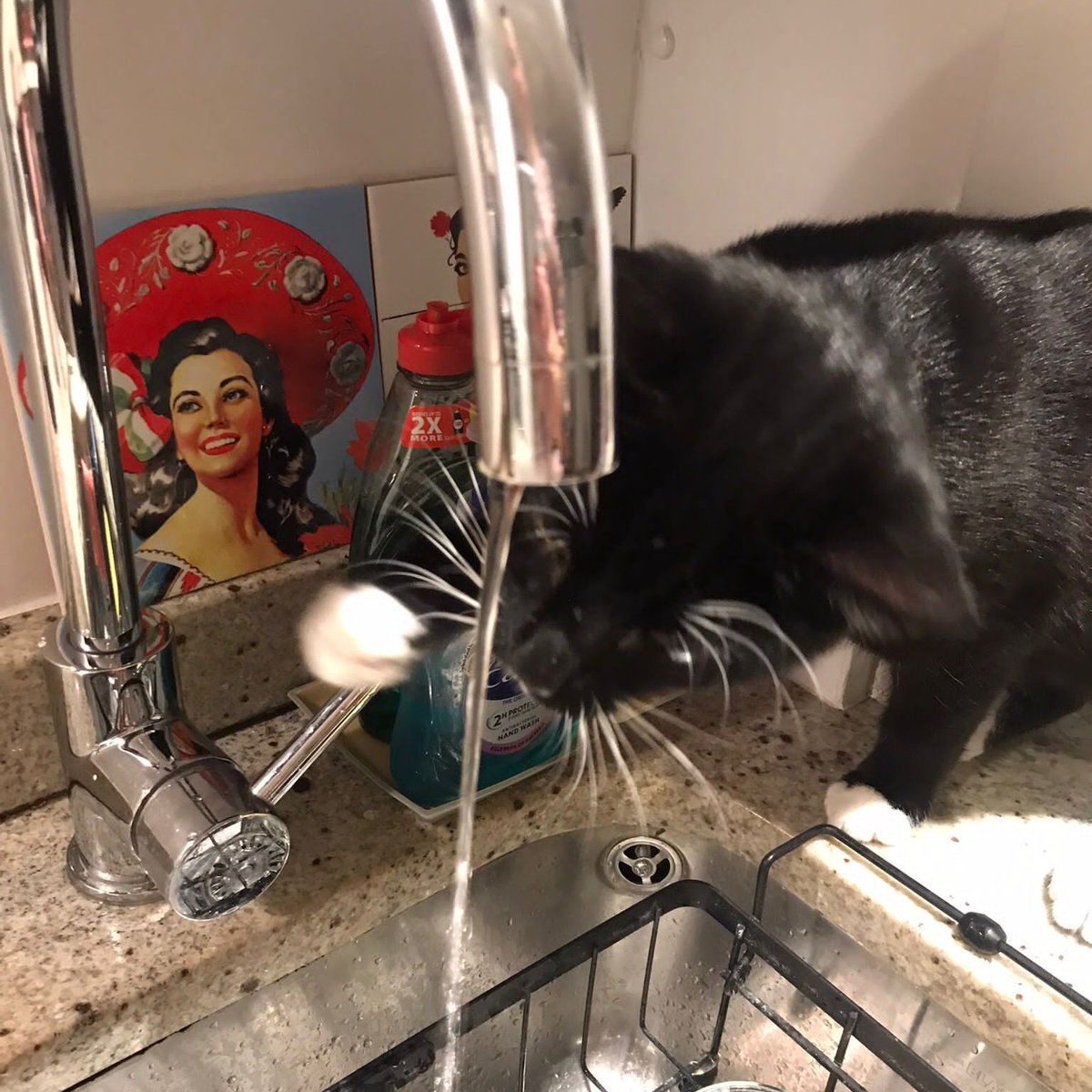 LDNCityKitties's tweet photo. Lenny is a super friendly 8 month old cat. He's very playful and loves exploring nooks and crannies - wardrobews &amp; cupboards are his faves. Find out more here 👉 https://t.co/CyWVGpFzXk https://t.co/SRmXVJlk9s