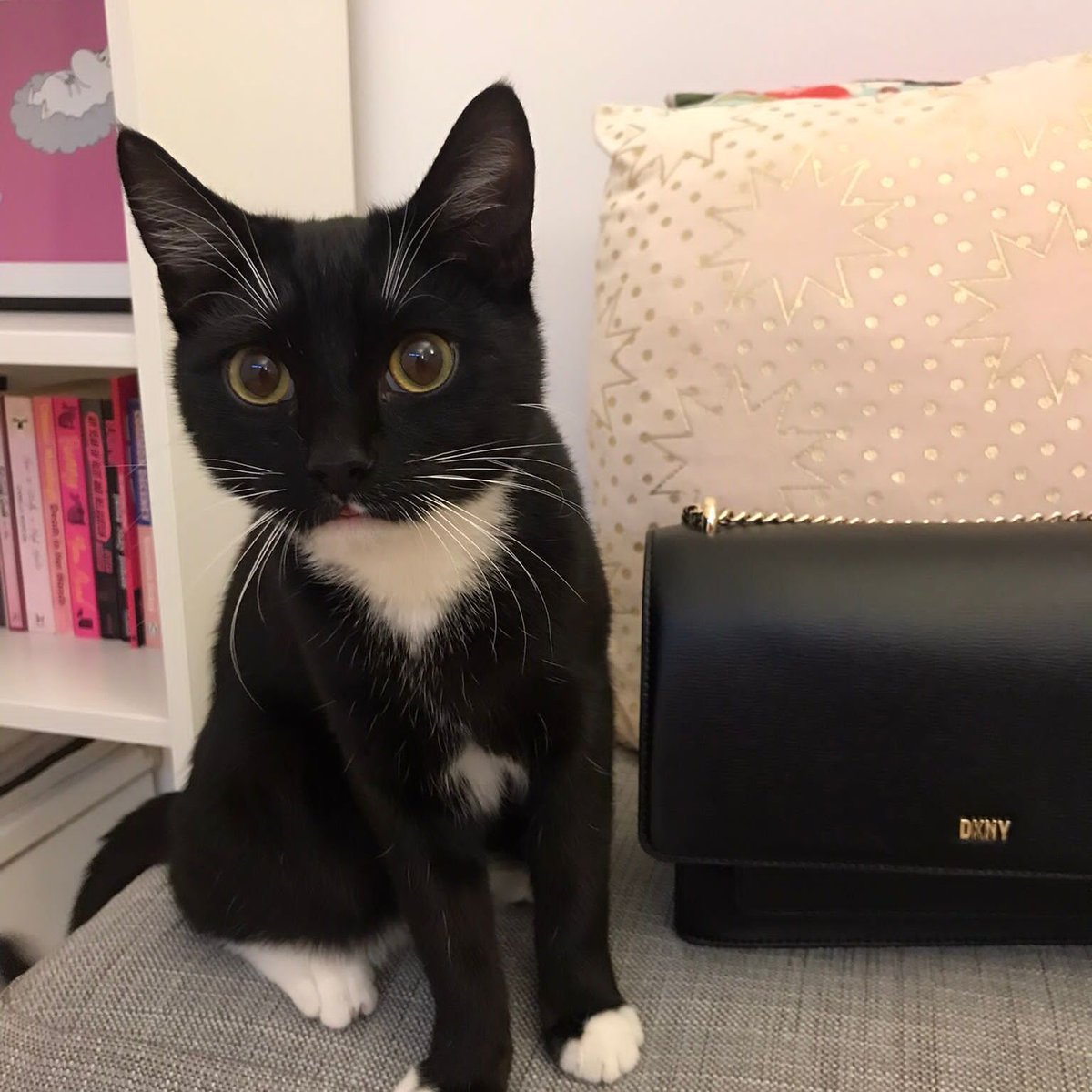 LDNCityKitties's tweet photo. Lenny is a super friendly 8 month old cat. He's very playful and loves exploring nooks and crannies - wardrobews &amp; cupboards are his faves. Find out more here 👉 https://t.co/CyWVGpFzXk https://t.co/SRmXVJlk9s