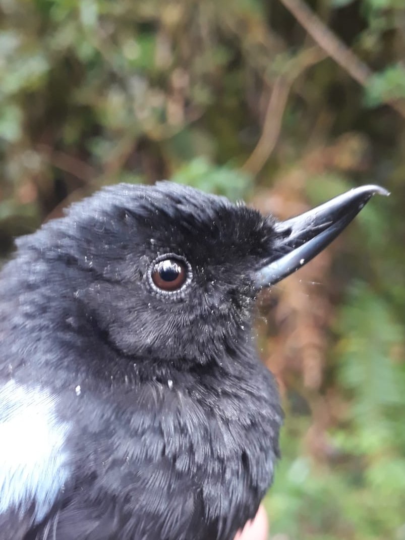 RuedaUCristina's tweet photo. Fully funded PhD in the UK to study pollination ecology in the high mountain ecosystems of Colombia! You will work with flowerpiercers, hummingbirds, flowers and their microbiomes. Flexible project with a research budget &amp; stellar international team.
https://t.co/SgHBqI8Lz6 https://t.co/rmYzlhqTlJ