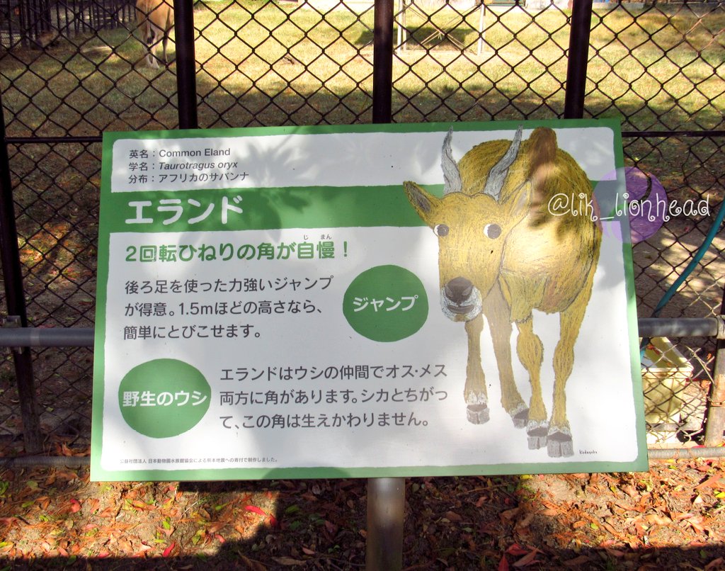 lik_nasua_nasua's tweet photo. 円山から来たんだ⁉️ってテンション上がって、一番大事な角を撮りそこねるという詰めの甘さ(;´Д`)w
#熊本市動植物園
#エランド #CommonEland https://t.co/JE160q9Uw0