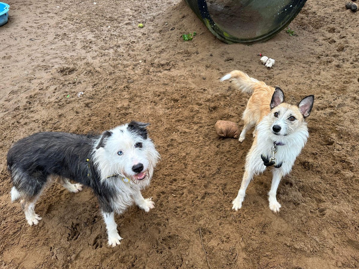 COOPER (left) and WULF (right) have paused in play to pose for the camera. 📷 Both Cooper and Wulf enjoy socialising with other dogs. 🐾 Both of these gorgeous boys are looking for homes. 💛🐶💛
📍<a href="/DogsTrust/">Dogs Trust 💛🐶</a> #Ilfracombe dogstrust.org.uk/rehoming/dogs/… 🏡 
#ADogIsforLife #RescueDogs